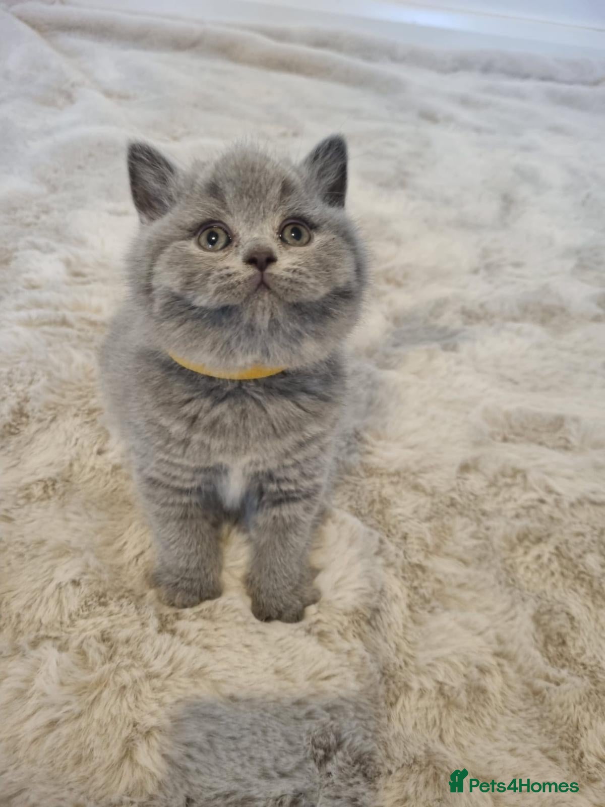 British Shorthair cats Beautiful GCCF Registered Kittens for Sale. - Advert 1