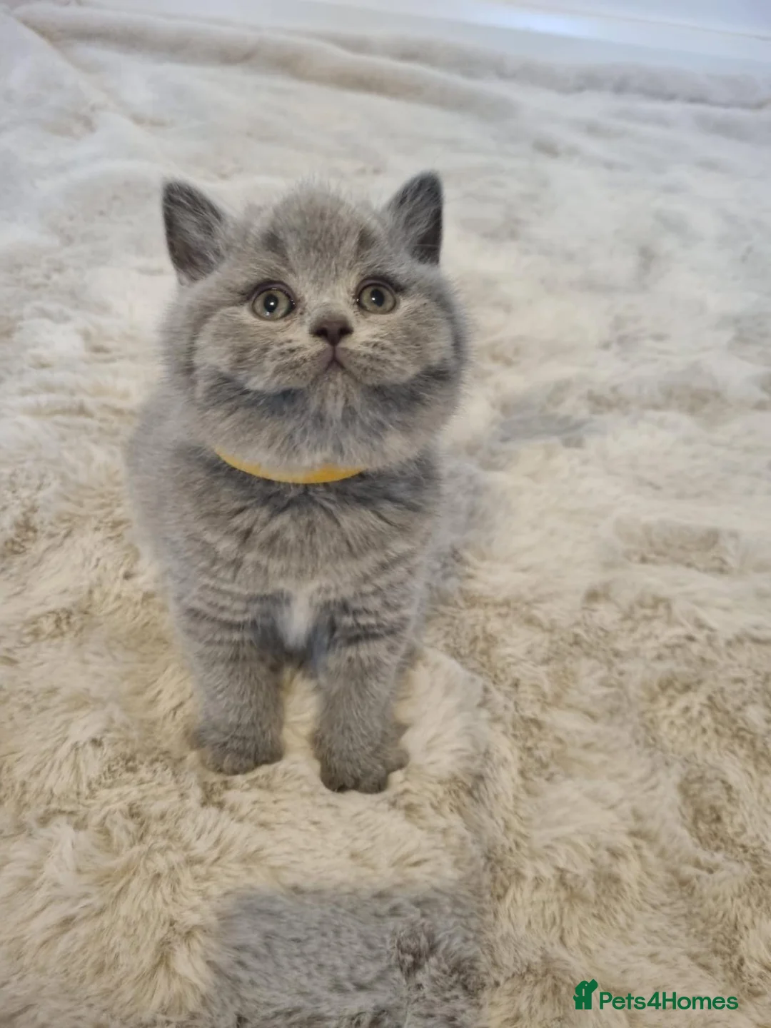 British Shorthair cats for sale: Pedigree GCCF Registered Kittens (Active). - Advert 1