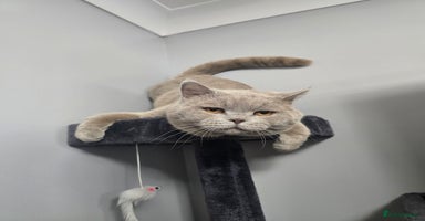 British Shorthair cats Teddy in Aylesbury - Advert 1