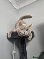 British Shorthair cats Teddy in Aylesbury - Advert 1