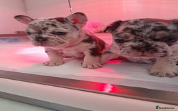 French Bulldog dogs for sale: French bulldog , merle, platinum, fluffy carriers. - Image 26