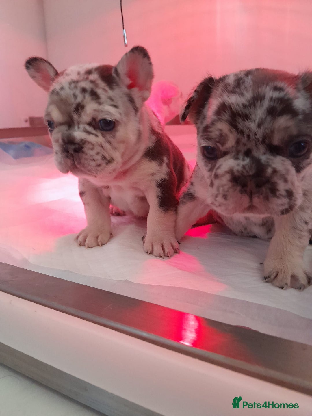 French Bulldog dogs for sale: French bulldog , merle, platinum, fluffy carriers. - Image 26