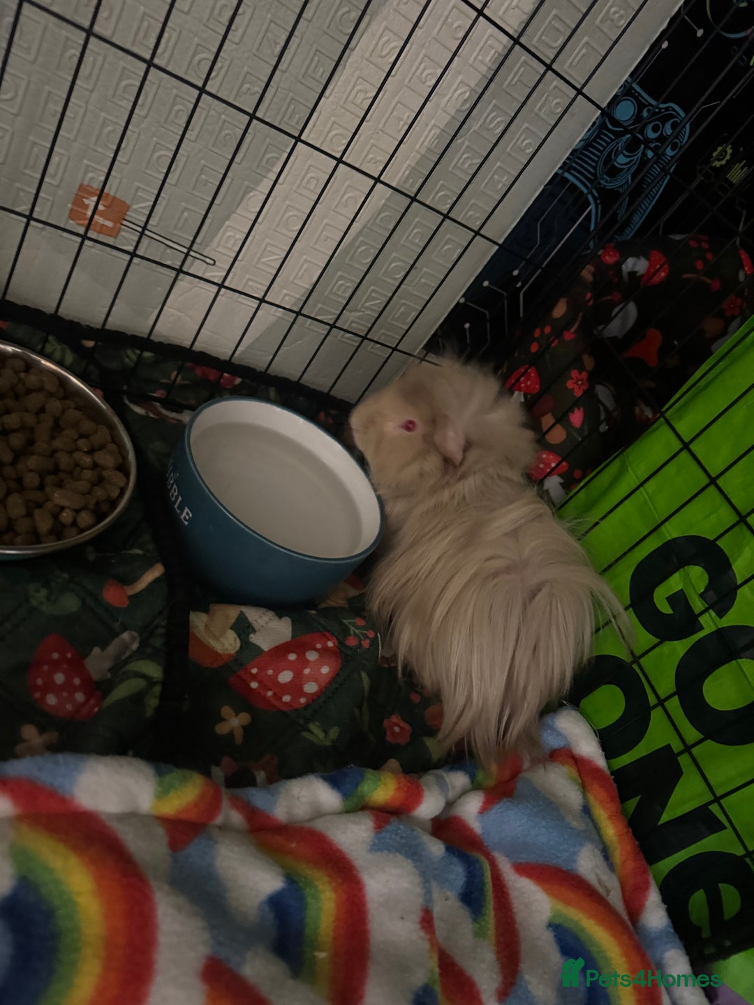Guinea Pig rodents for sale: 3 male Guniea pigs and set up - Advert 7