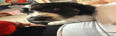 Cockapoo Puppy 3