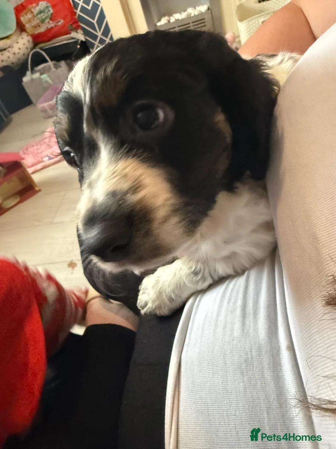 Cockapoo dogs for sale: Adorable cockapoo puppies  in Tilbury - Advert 39