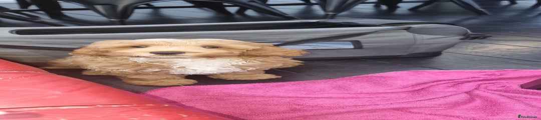 Cockapoo Puppy 1