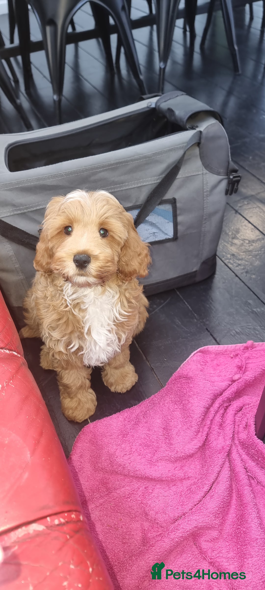 Cockapoo dogs for sale: Toy cockapoo pups - Image 1