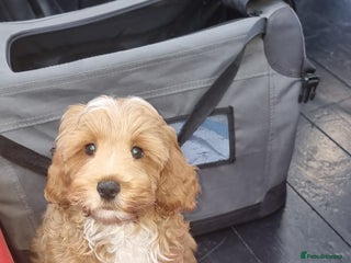 Cockapoo dogs - Advert 12