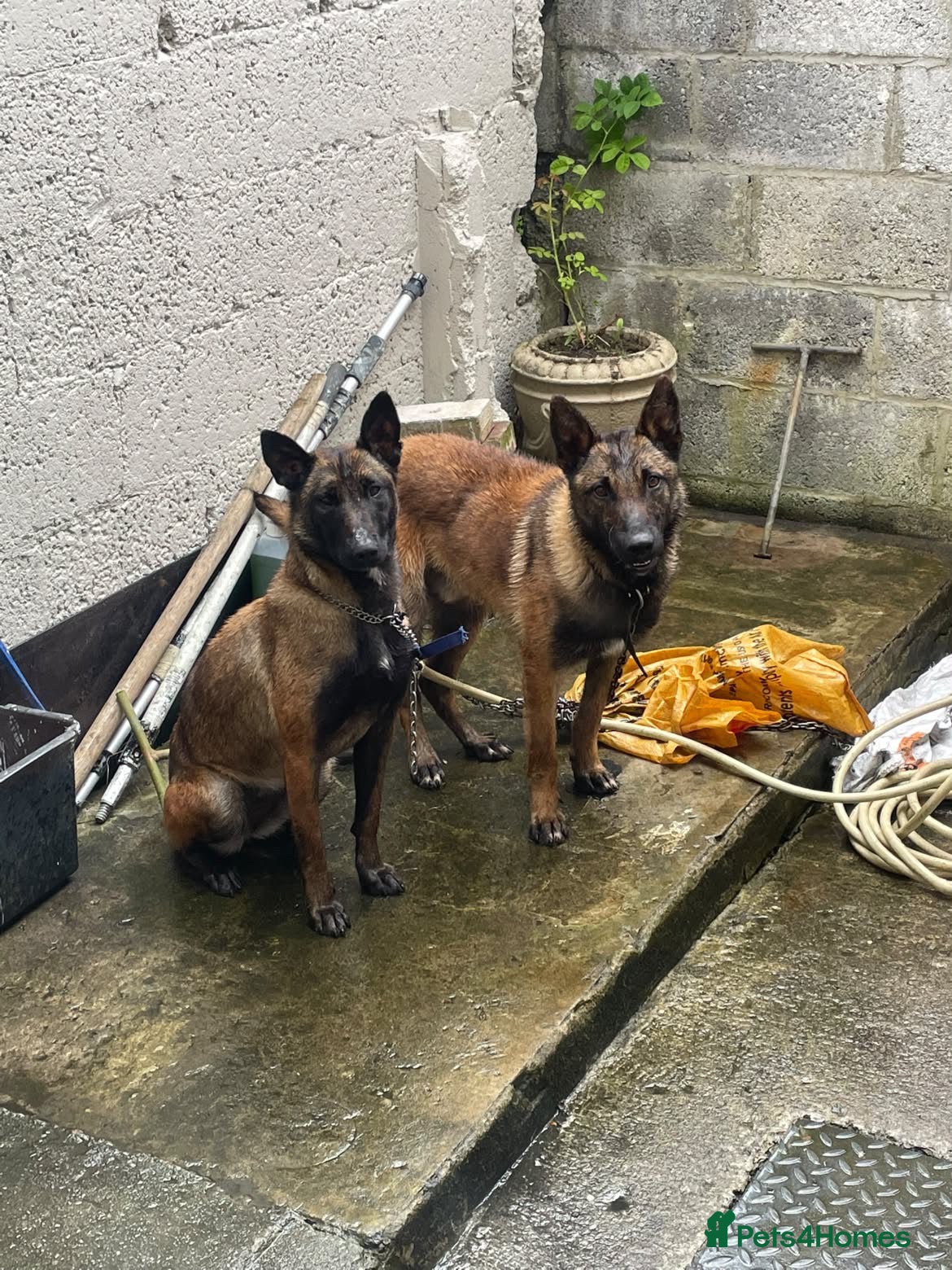 Belgian Shepherd Dog dogs Purebred Belgian Malinois Pups - Advert 2