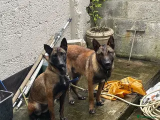 Belgian Shepherd Dog dogs Purebred Belgian Malinois Pups - Advert 2