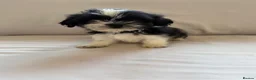 Shih Tzu dogs for sale: Shih Tzu puppies - Advert 15