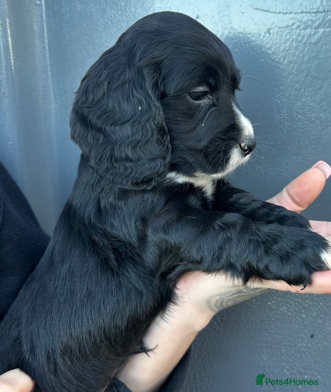 Cocker Spaniel dogs for sale: Beautiful Cocker Spaniel Pup Ready To Go 💙 - Advert 11