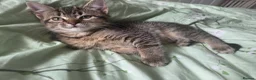 Mixed Breed cats for sale: Beautiful kittens for sale in Hartlepool - Advert 2