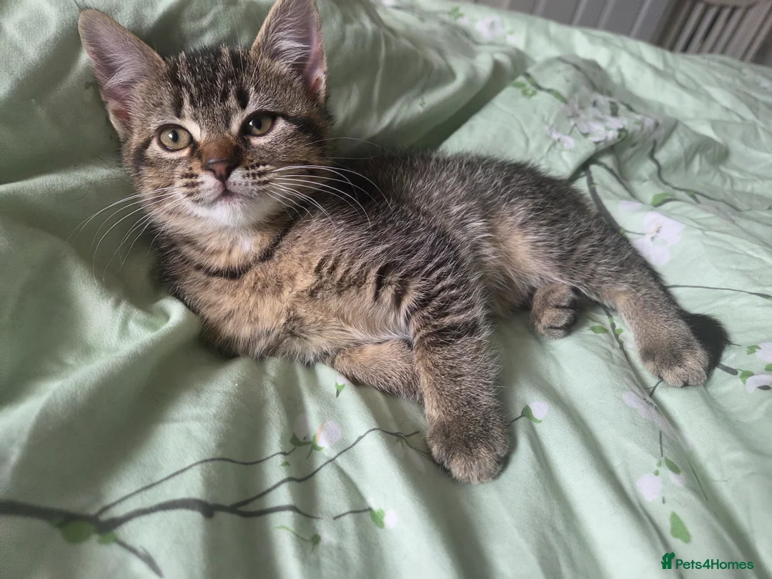 Mixed Breed cats for sale: Beautiful kittens for sale in Hartlepool - Advert 2