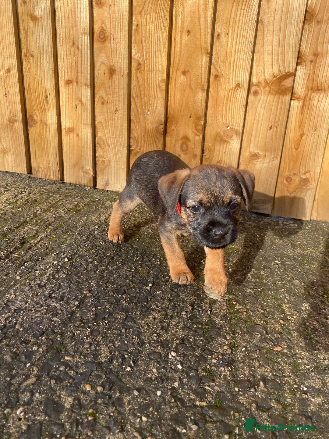 Border Terrier dogs for sale: ⭐️BORDER TERRIER PUPPIES  - Advert 20