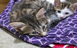 Mixed Breed cats for sale: 3 beautiful and playful kittens - Image 1