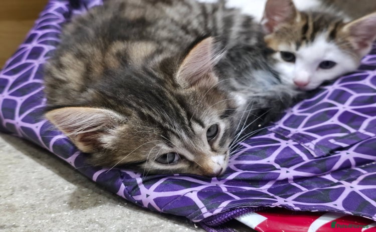 Mixed Breed cats - Advert 4