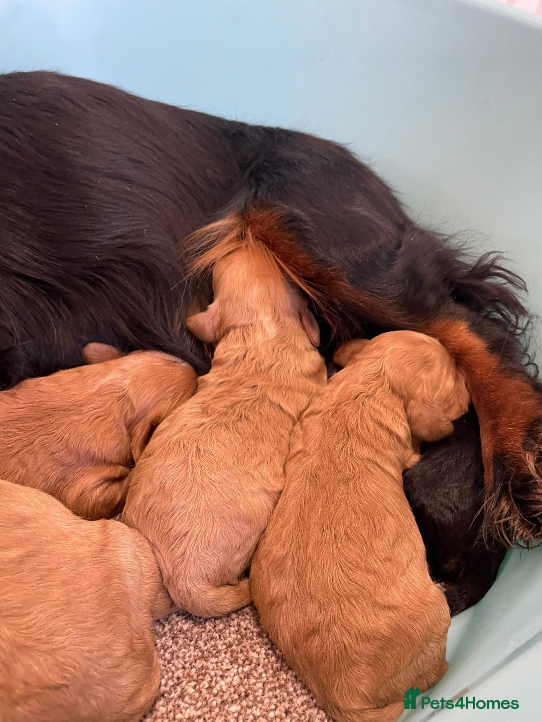 Cockapoo dogs for sale: Outstanding F1 cockapoo - Advert 14