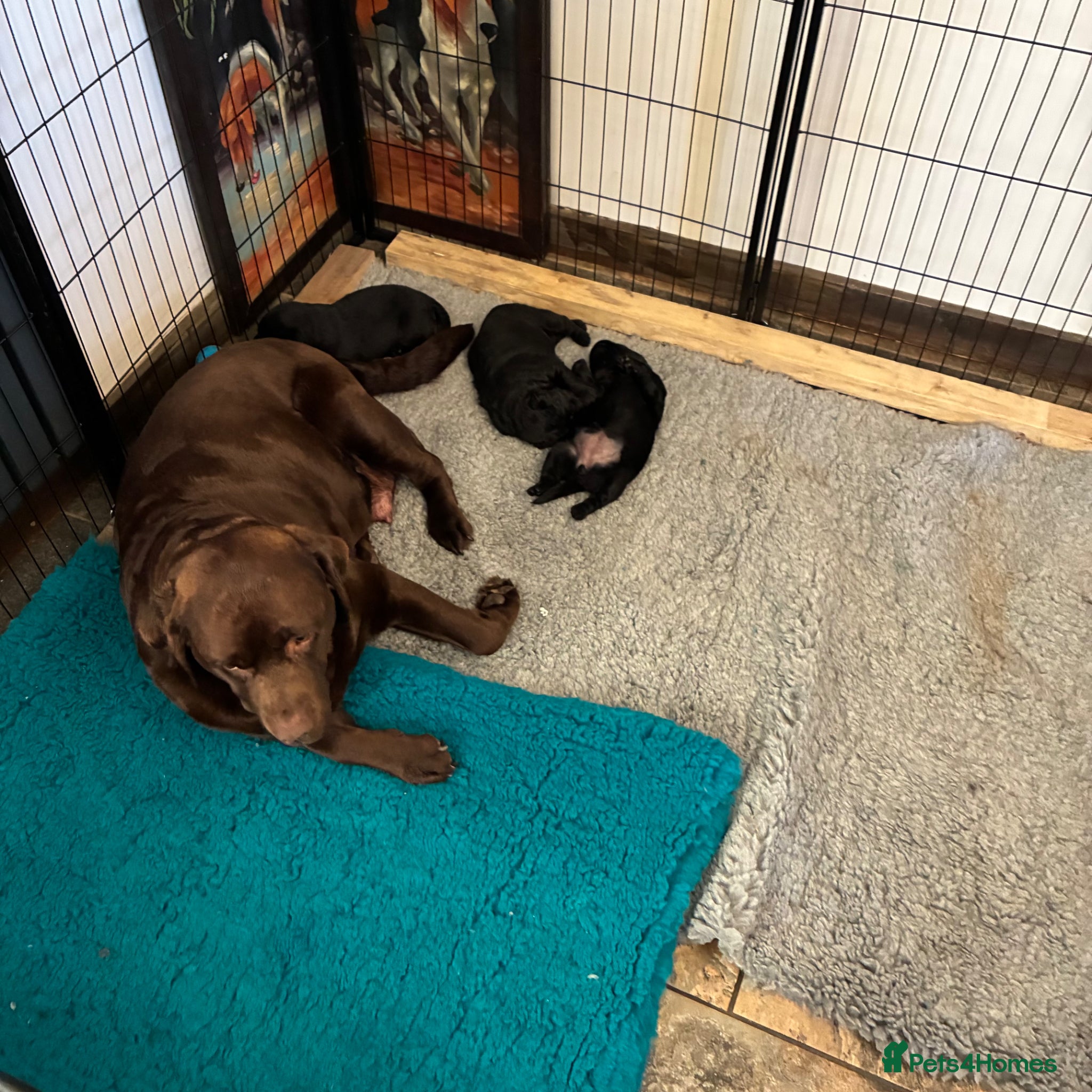 Sheprador dogs German shepherd cross lab puppies  - Advert 1