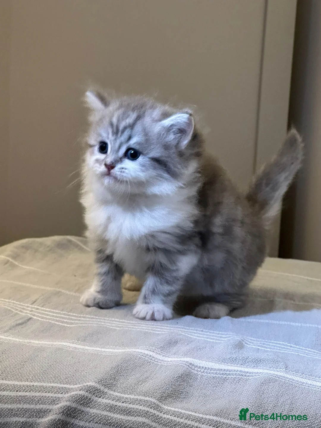 British Longhair cats for sale:  4 kitten Bsh & blh - Advert 5