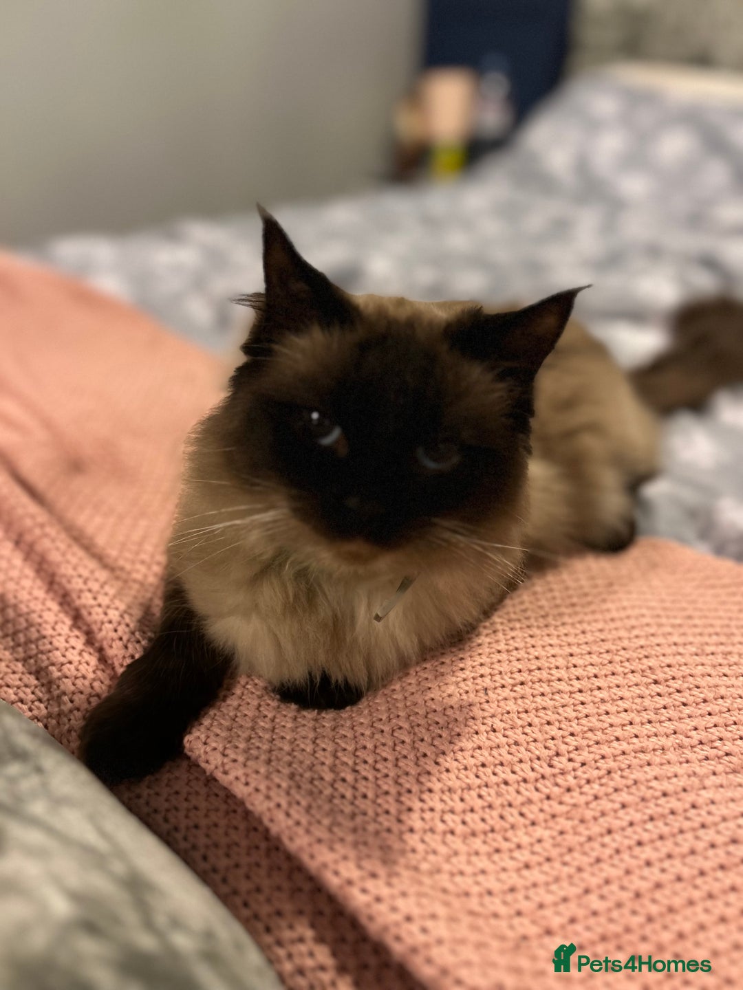 Ragdoll cats for sale: Ragdoll - Advert 2