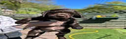 Cocker Spaniel dogs for sale: ✨READY NOW KC & DNA Tested Pup Licensed Breeder ✨ - Advert 4