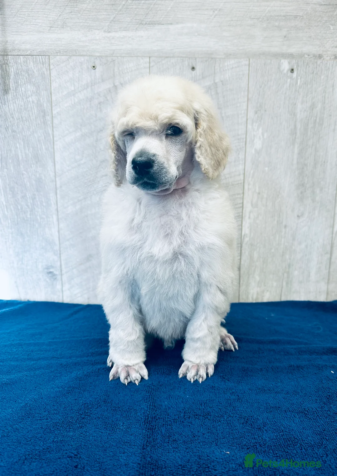 Standard Poodle dogs for sale: Seven Wonders of Standard Poodle Puppies - Advert 5