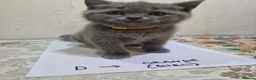 British Shorthair cats for sale: Premium Pedigree British Shorthair Kittens - Advert 7
