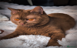 British Shorthair cats for stud: 💦CINNAMON BSH❣️GCCF & TICA active💙STUD 🩸Blood B - Image 19