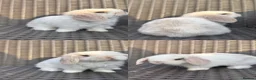 Mini Lop rabbits for sale: Pure bred mini lop bunnies  in Berkhamsted - Advert 3