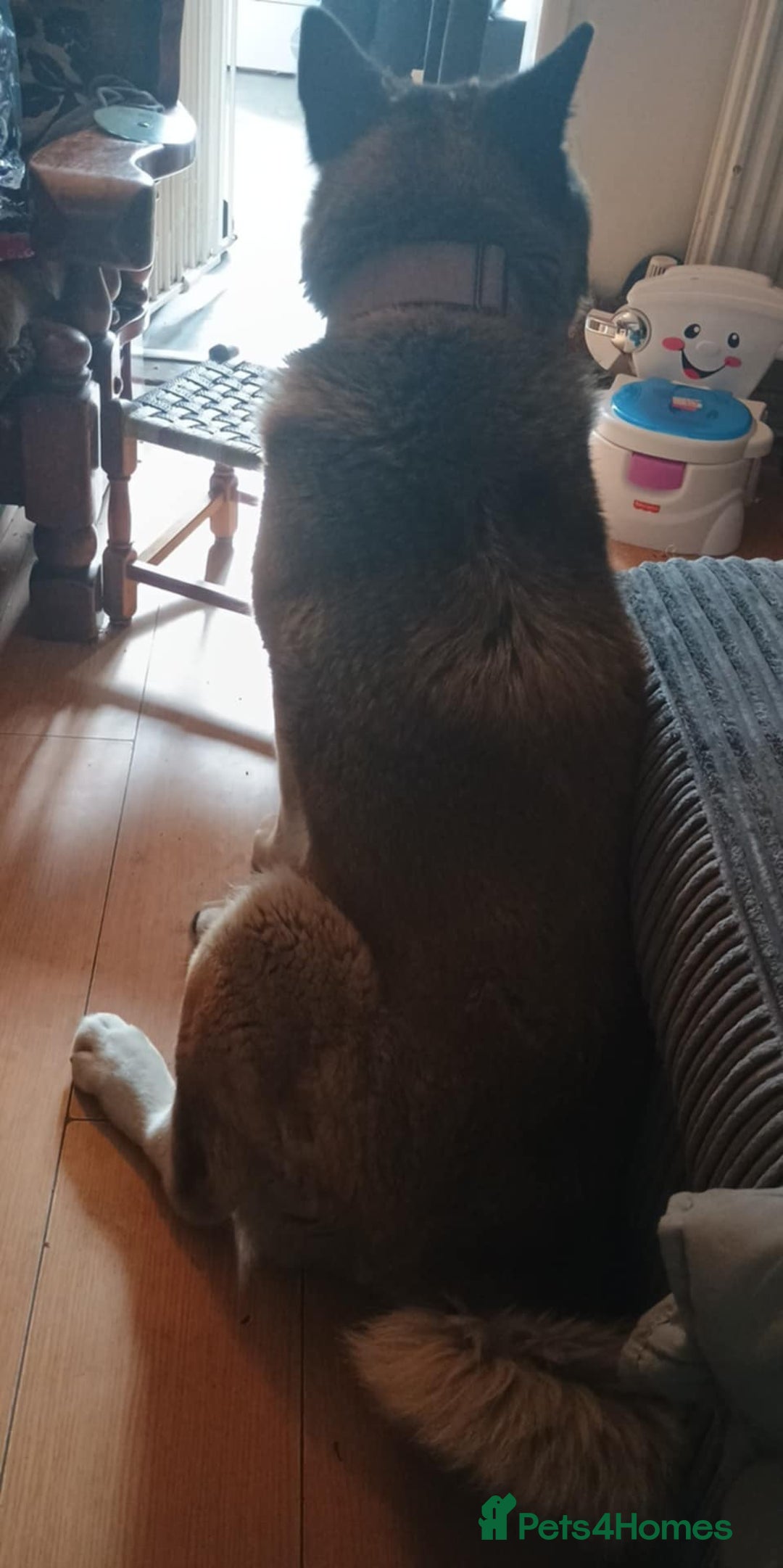 Akita dogs for sale: American akitia 2yrs old - Image 5