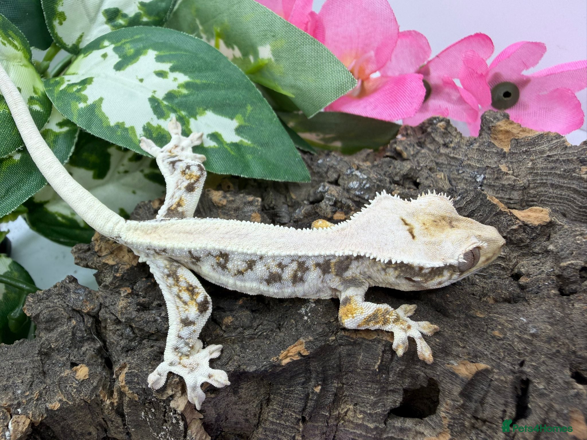 Gecko reptiles Crested gecko collection for sale  - Advert 1