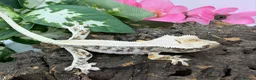 Gecko reptiles for sale: Crested gecko collection for sale  - Advert 1