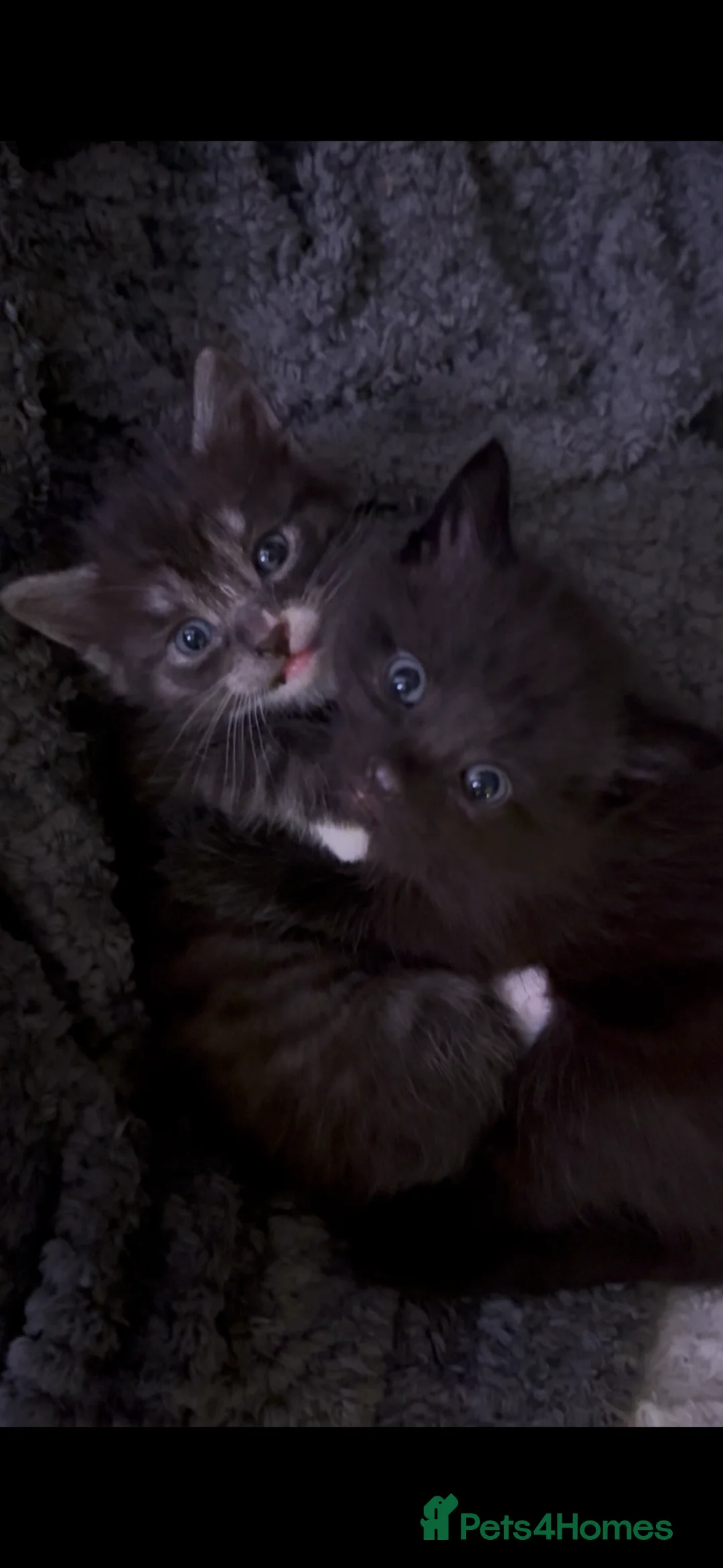 Siberian cats for sale: One pure Siberian male- 4th litter very large  - Advert 15