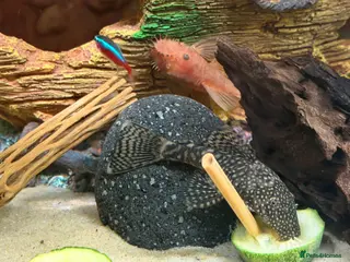 Plecos fish Super Red Line Bristlenose Pleco Fry – Home Bred - Advert 4