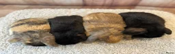 Mini Lop rabbits for sale: 🐰Gorgeous mini lops🐰 - Advert 6
