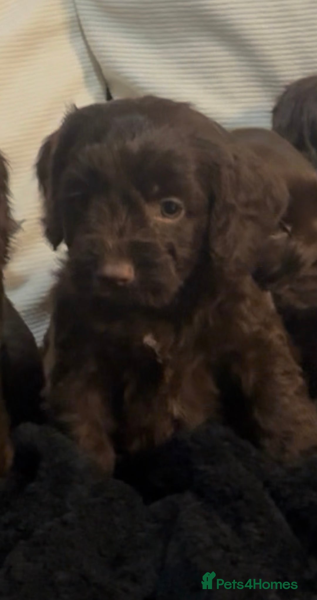 Cockapoo dogs for sale: Adorable F1B Cockapoos❤️💙 🐾 - Advert 21