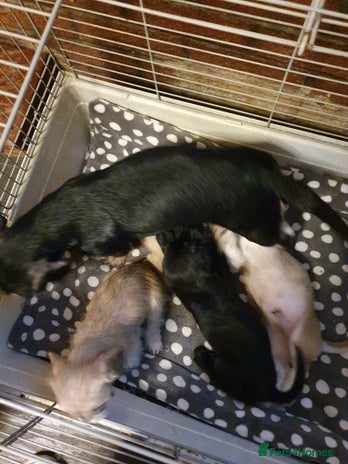 Mixed Breed dogs - Advert 1