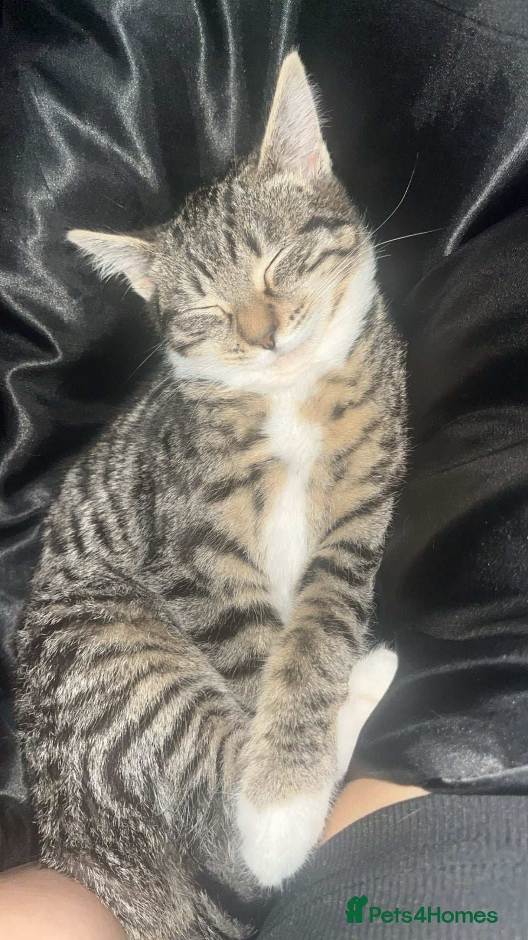 Domestic Shorthair cats for sale: 1 beautiful female kitten - Advert 10