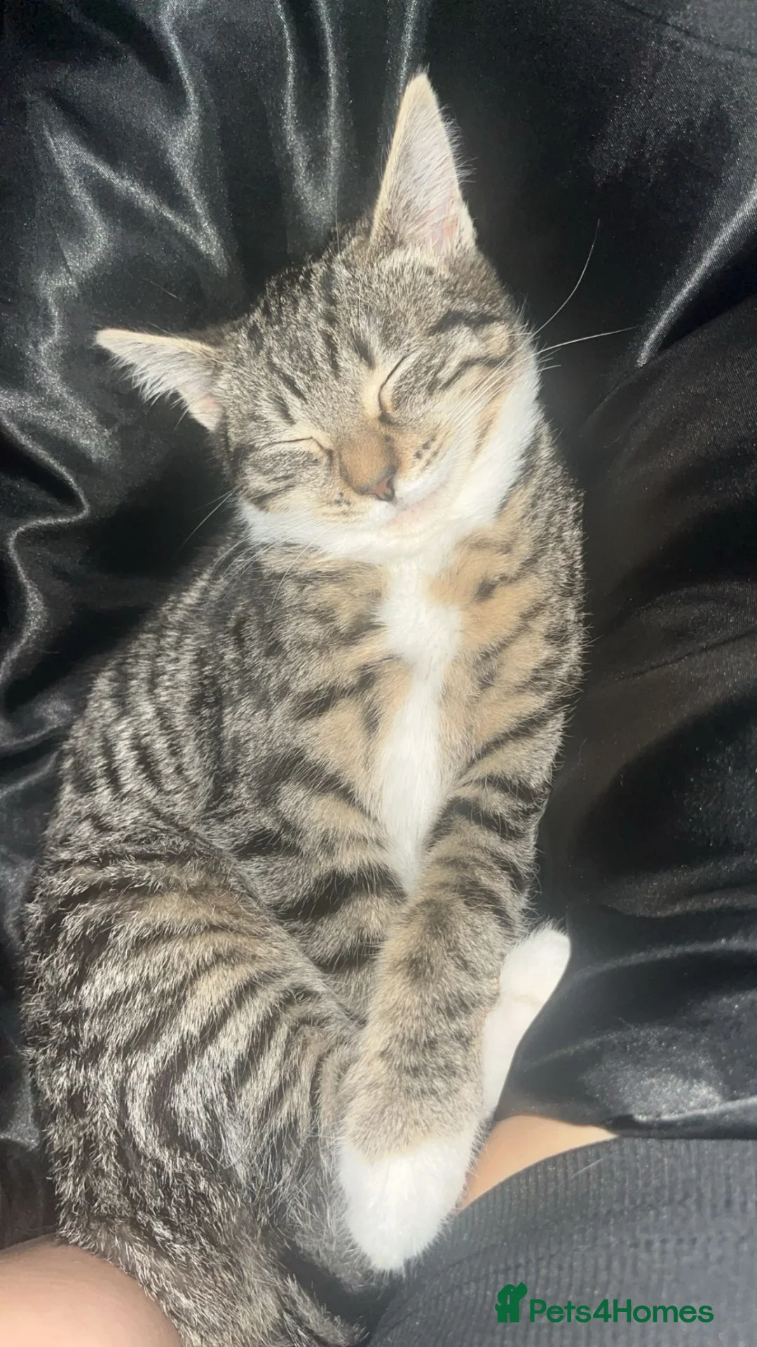 Domestic Shorthair cats for sale: 1 beautiful female kitten in Coventry - Advert 1