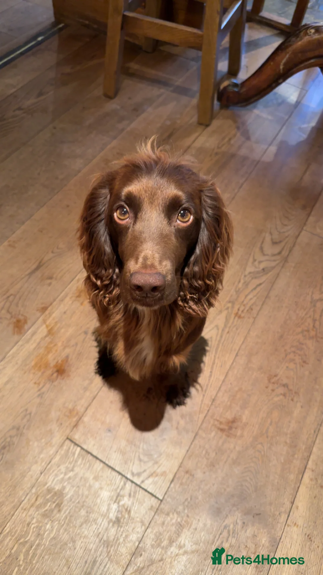 Cocker Spaniel dogs for sale: Working cocker spaniel puppies for sale in Ewhurst - Advert 6