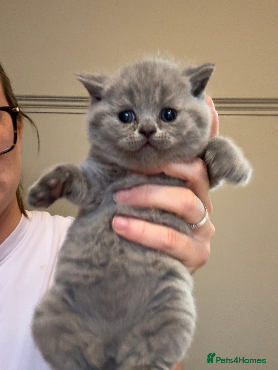 British Shorthair cats for sale: BEAUTIFUL BRITISH SHORTHAIR KITTENS - Image 6