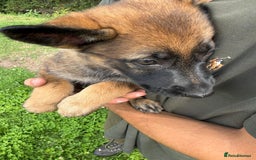 German Shepherd dogs for sale: Germany 🇩🇪 shepherd puppies dogs 🐕 big boned - Image 13