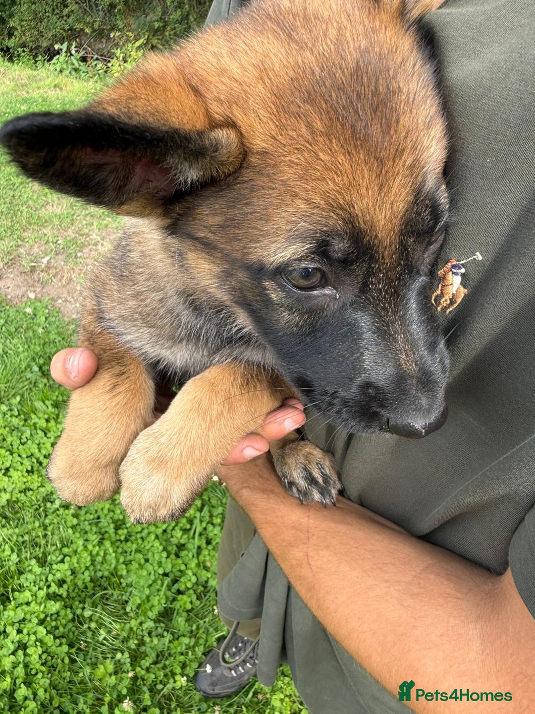 German Shepherd dogs for sale: Germany 🇩🇪 shepherd puppies dogs 🐕 big boned - Image 13