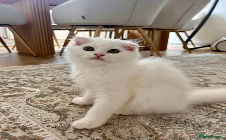 Scottish Fold cats - Advert 9