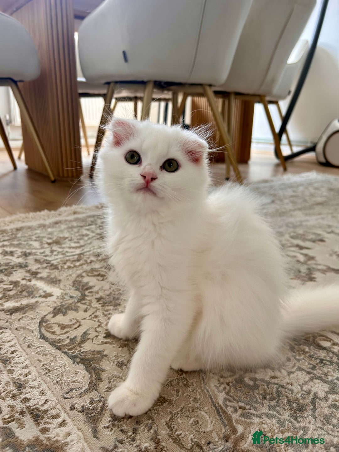 Scottish Fold cats for sale: Scottish Fold Long Hair White - Image 1