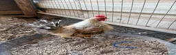 Chickens poultry for sale: Serama hen and cockerel pairs  - Advert 7