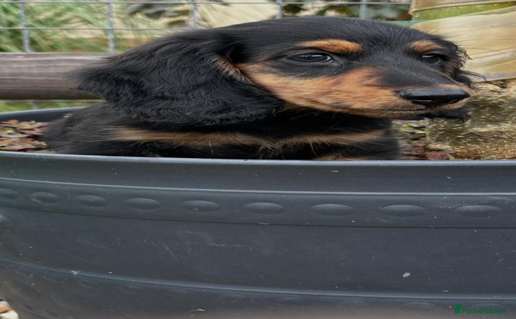 Miniature Dachshund dogs - Advert 3