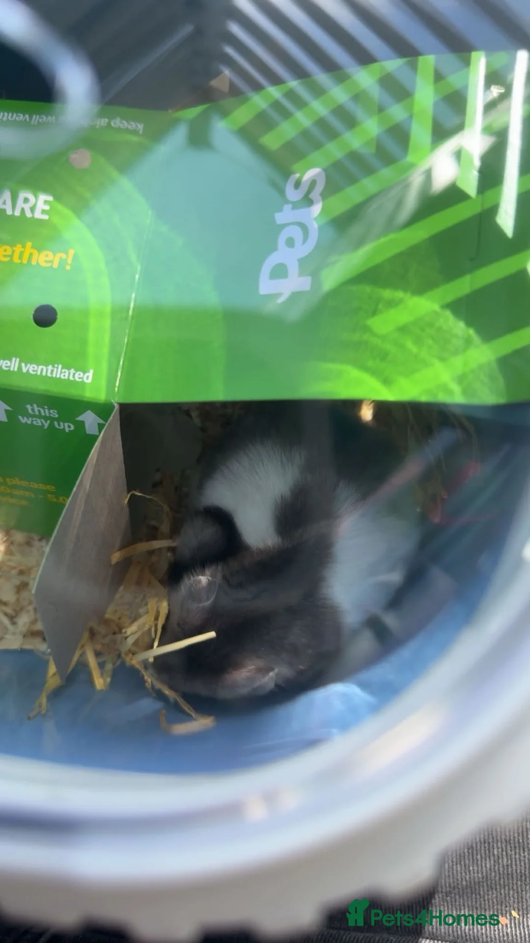 Hamster rodents for sale: Female hamster - Advert 2