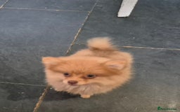 Pomeranian dogs for sale: Pomeranian,  from fully health tested parents  - Image 17